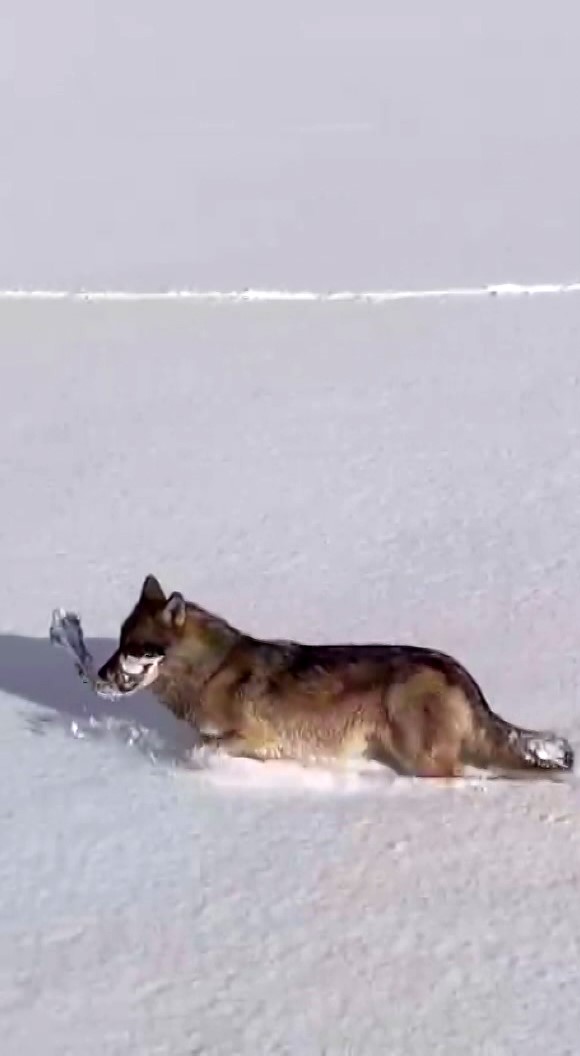 Soguk Hava Yaban Hayatini Vurdu Kurtlar Yerlesimlere Yaklasiyor (4)