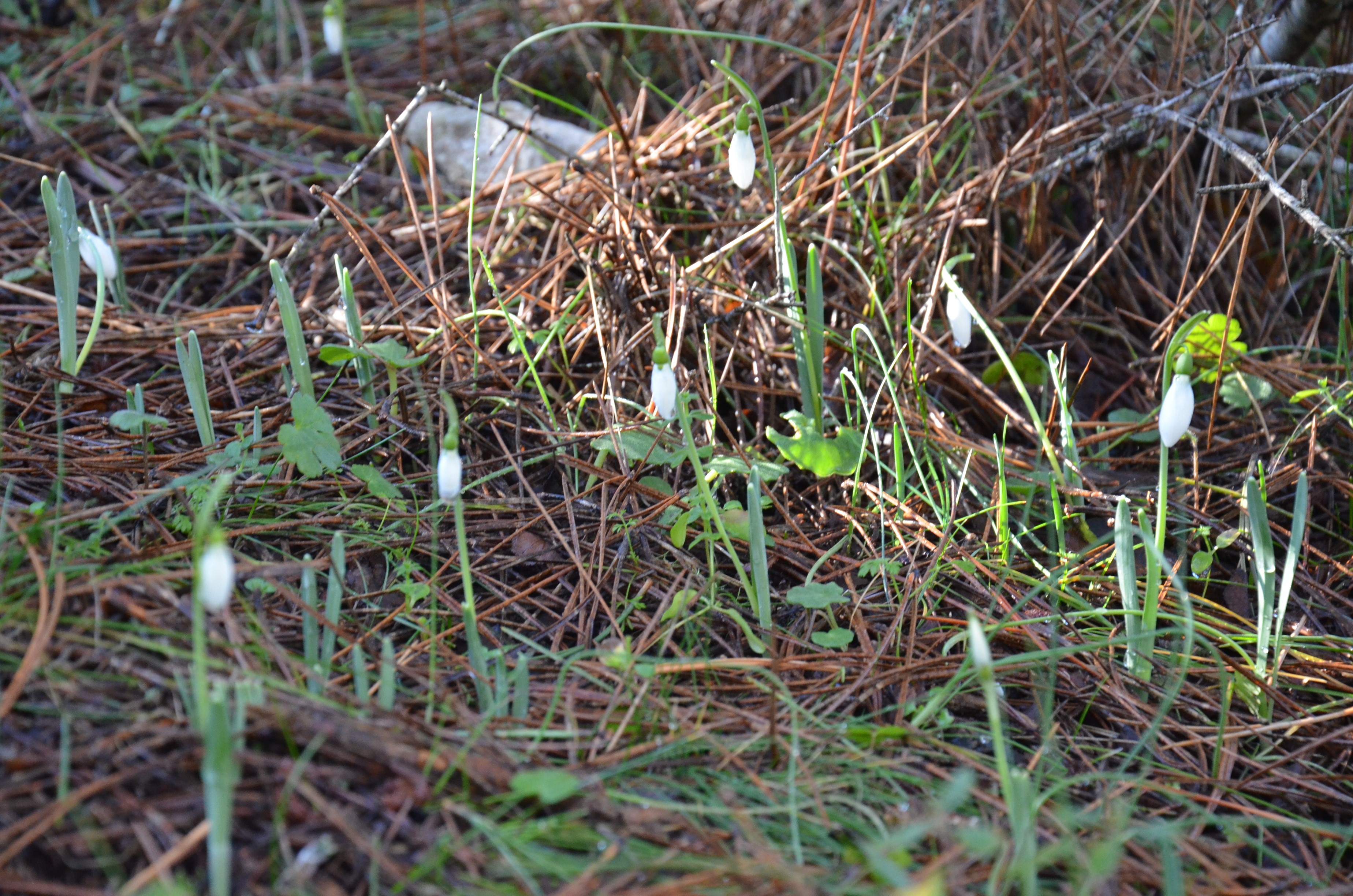 Spil Daginda Kardelen Alarmi Koparmanin Bedeli Dudak Ucuklatti (2)