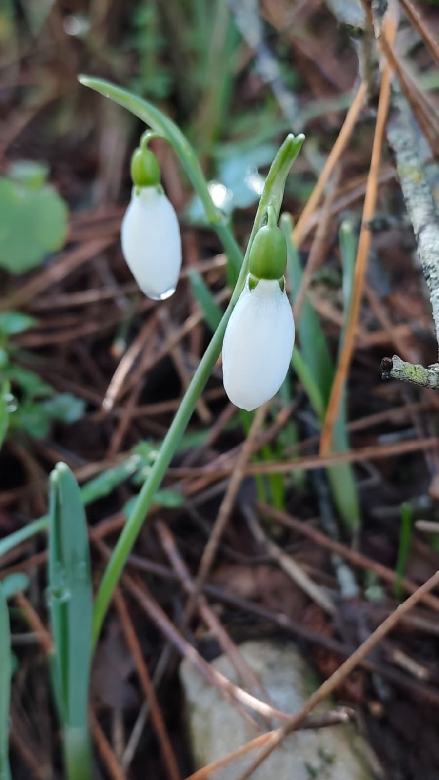 Spil Daginda Kardelen Alarmi Koparmanin Bedeli Dudak Ucuklatti (3)