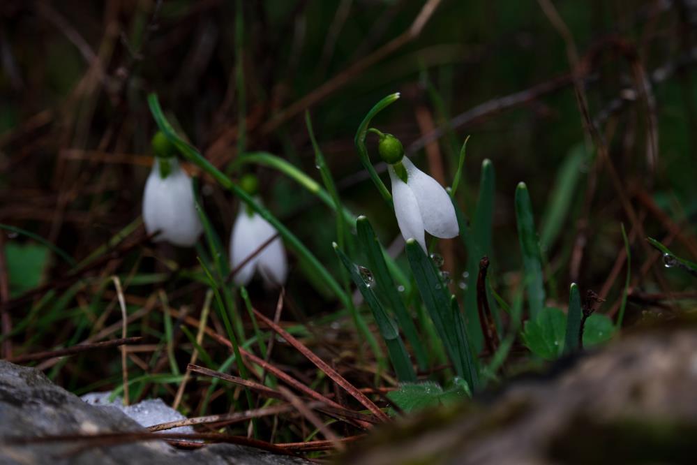 Spil Daginda Yillar Sonra Mucize Kuruyan Selale Yeniden Akmaya Basladi (5)