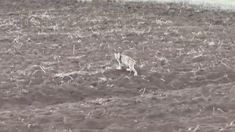 Tipki O Penguen Gibi Yavru Vasagin Goruntugundem Oldu (4)