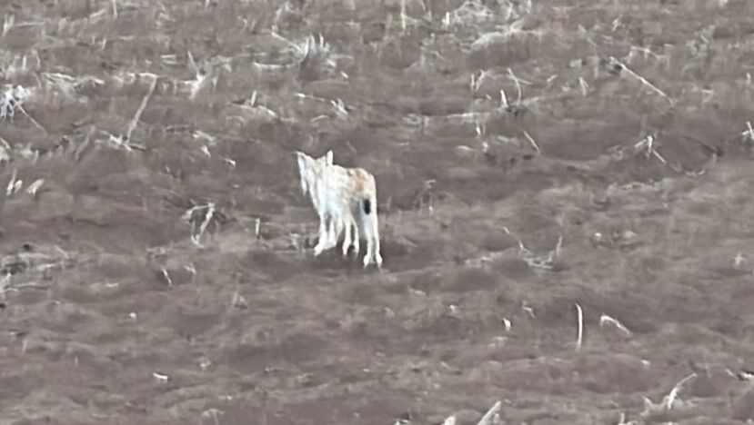 Tipki O Penguen Gibi Yavru Vasagin Goruntugundem Oldu (5)