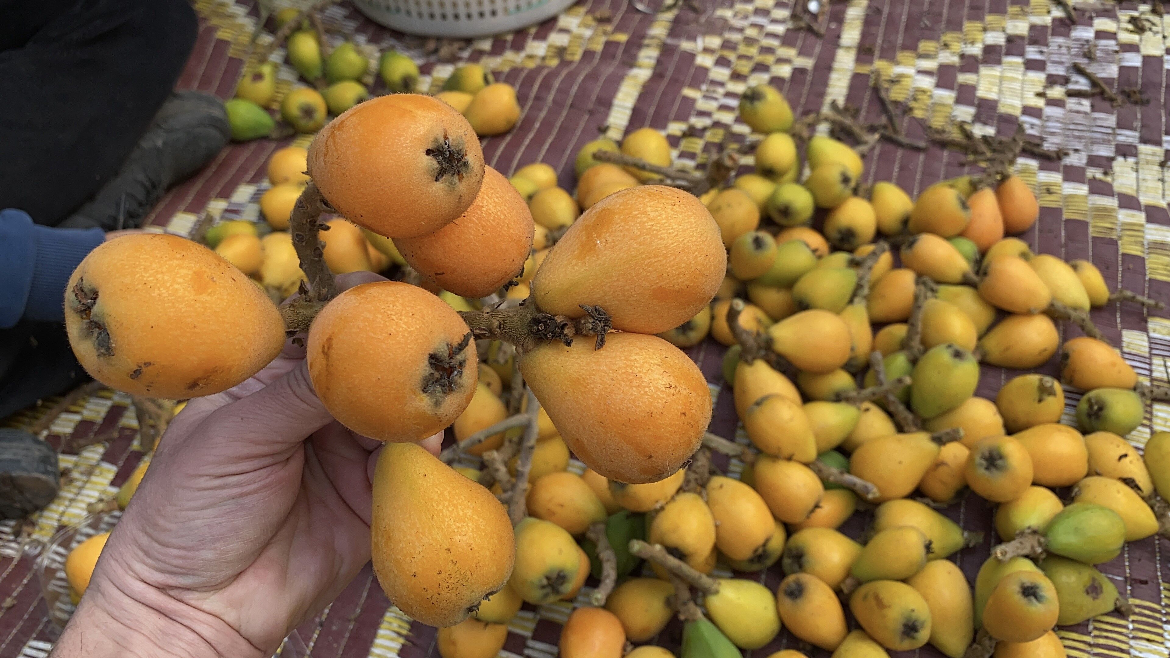 Turkiyede Erken Hasat Sevinci Sari Altin Ilk Partiler Dubai Istanbul Ve Ankara Yolcusu (2)