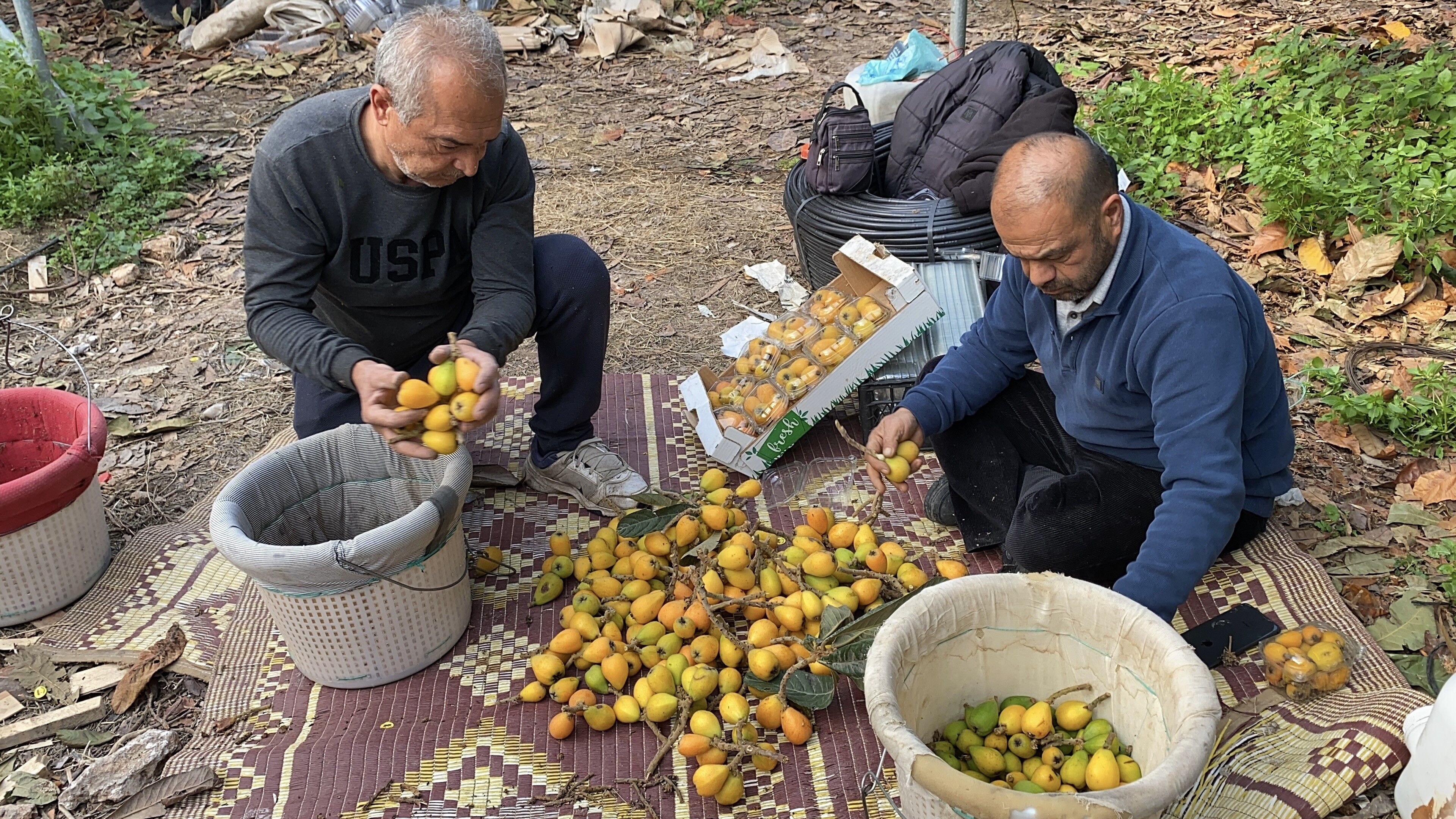 Turkiyede Erken Hasat Sevinci Sari Altin Ilk Partiler Dubai Istanbul Ve Ankara Yolcusu (3)