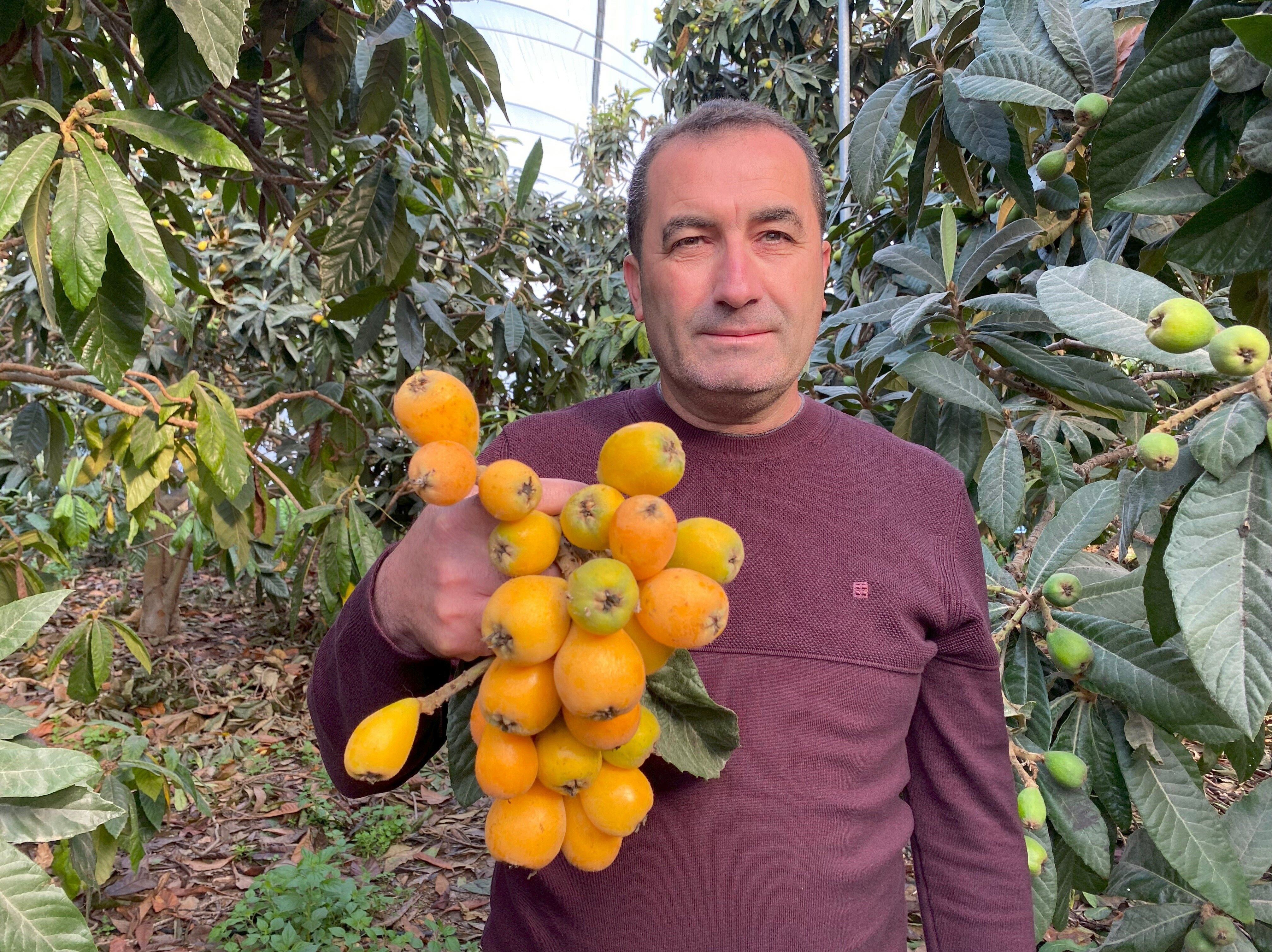 Turkiyede Erken Hasat Sevinci Sari Altin Ilk Partiler Dubai Istanbul Ve Ankara Yolcusu (4)