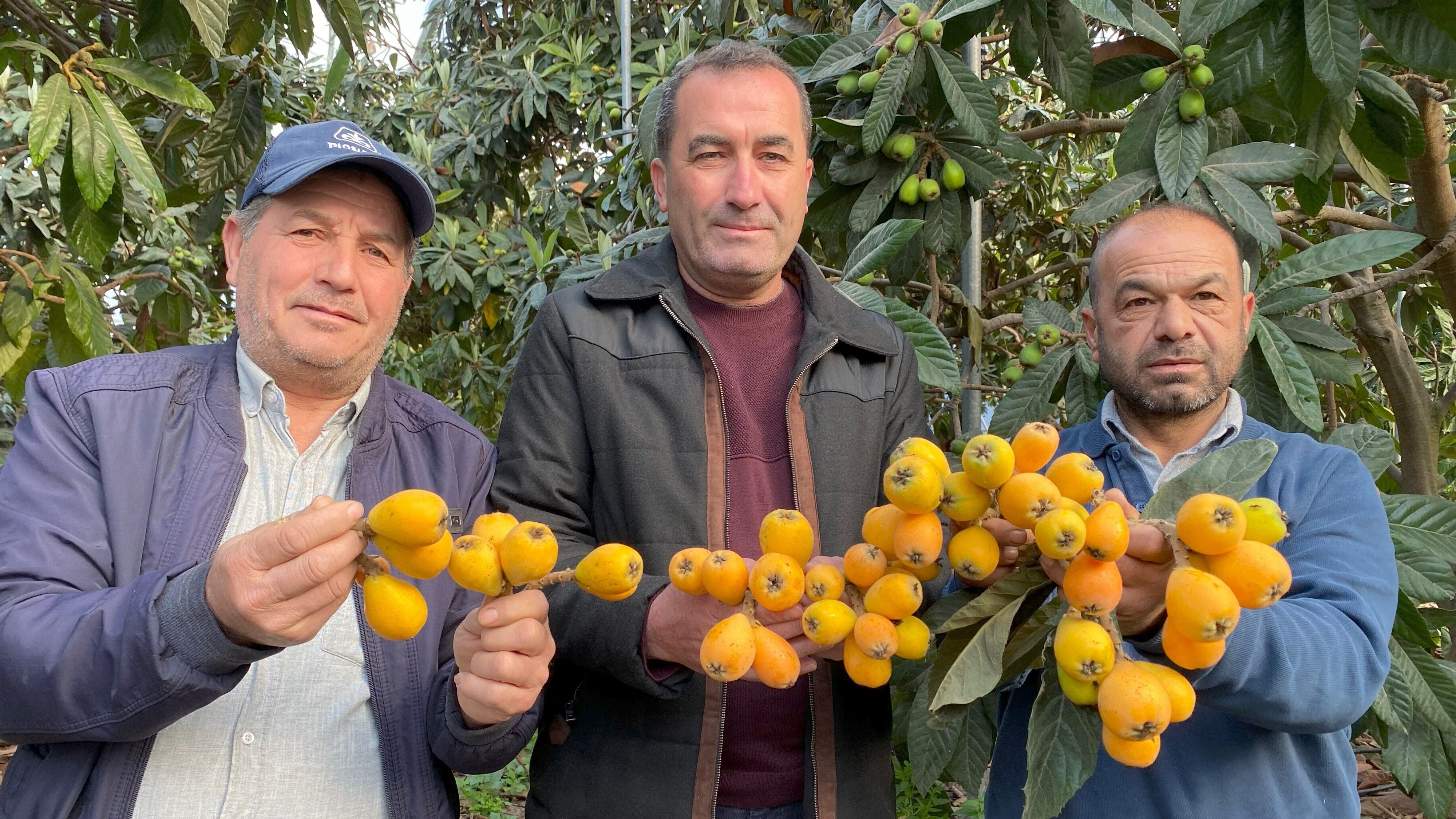 Turkiyede Erken Hasat Sevinci Sari Altin Ilk Partiler Dubai Istanbul Ve Ankara Yolcusu (5)