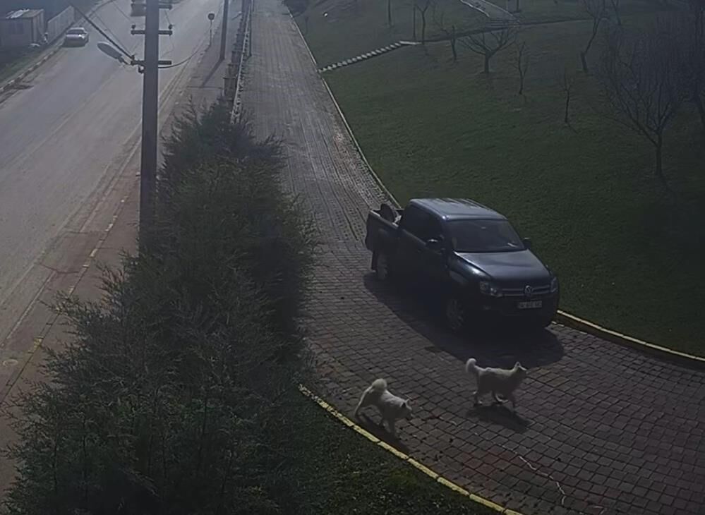 Valiligi Konaginda Feci Olay Ehliyetsiz Bahcivanin Araci Yavru Kopegin Uzerinden Gecti (4)