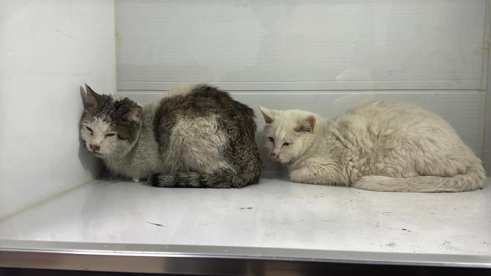 Yurek Yakan Yangin Itfaiye Iceri Girdiginde Gordukleri Karsisinda Soke Oldu (3)