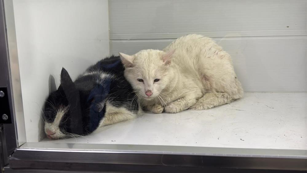 Yurek Yakan Yangin Itfaiye Iceri Girdiginde Gordukleri Karsisinda Soke Oldu (4)