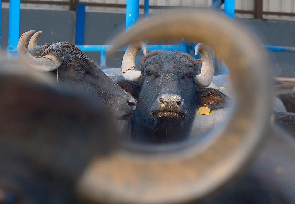 Anadolu Mandasi Artik Daha Verimli Murrah Melezi Ile Sut Verimi Iki Katina Cikti (1)-1
