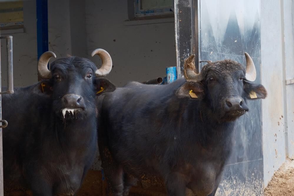 Anadolu Mandasi Artik Daha Verimli Murrah Melezi Ile Sut Verimi Iki Katina Cikti (3)