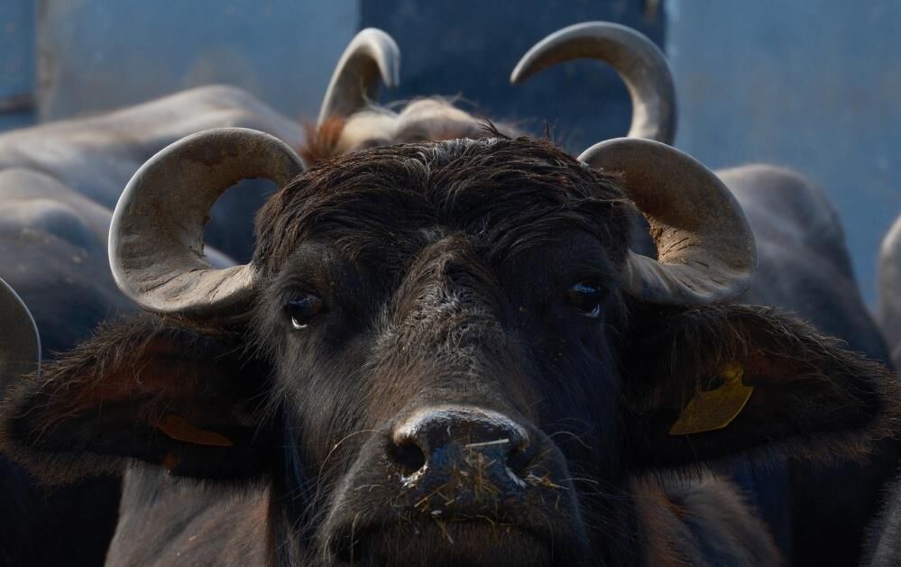 Anadolu Mandasi Artik Daha Verimli Murrah Melezi Ile Sut Verimi Iki Katina Cikti (4)