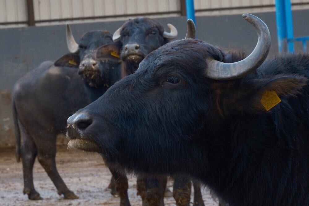 Anadolu Mandasi Artik Daha Verimli Murrah Melezi Ile Sut Verimi Iki Katina Cikti (5)