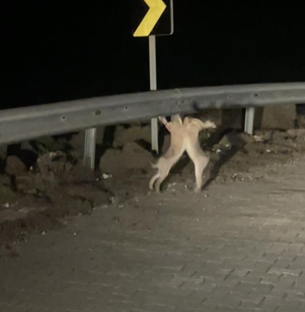 Anlasamayan Tavsanlar Birbirine Girdi Tavsan Dovusu Izleyenleri Guldurdu (1)-1