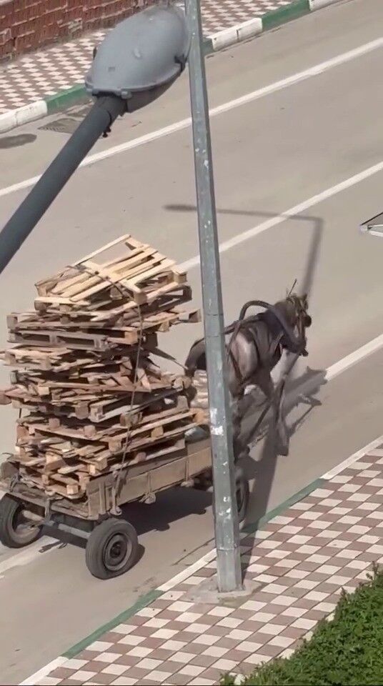 Asiri Yuk Altinda Can Cekisen At Kamerada Goruntuler Sosyal Medyayi Ayaga Kaldirdi (4)