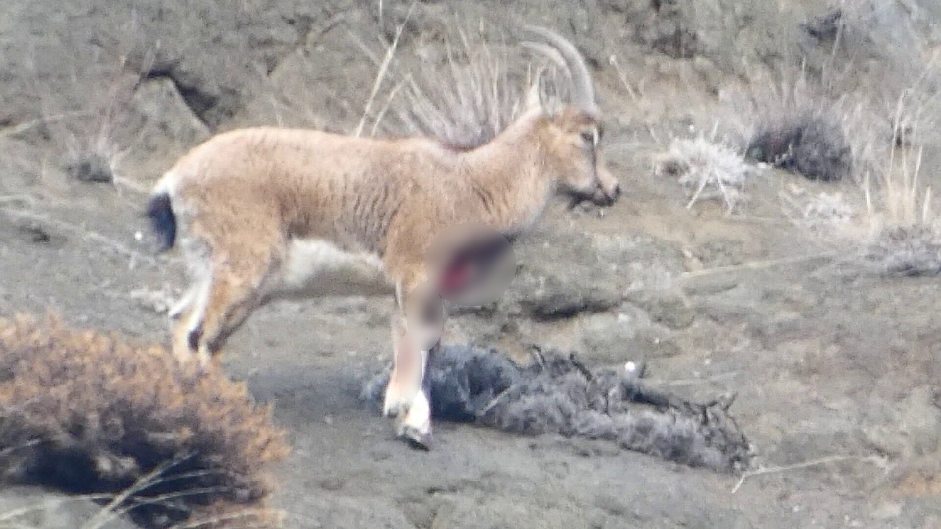 Avci Keciyi Degil Cebini Vurdu Iste Dudak Ucuklatan Ceza (2)
