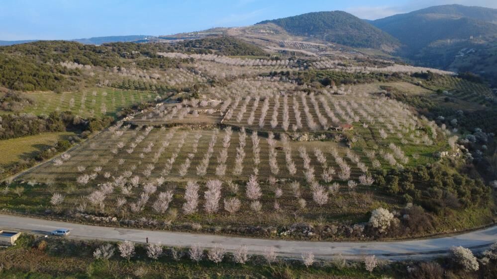 Badem Ağacı Çiçek Açtı (1)-1