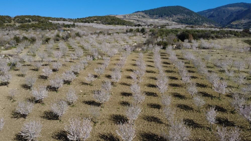 Badem Ağacı Çiçek Açtı (2)