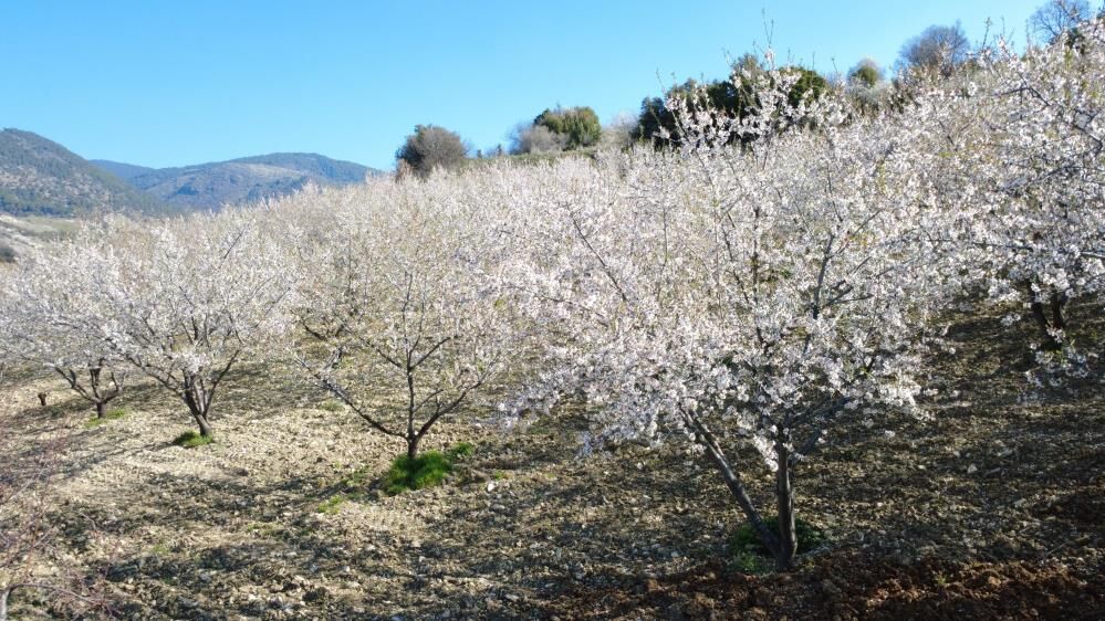 Badem Ağacı Çiçek Açtı (3)
