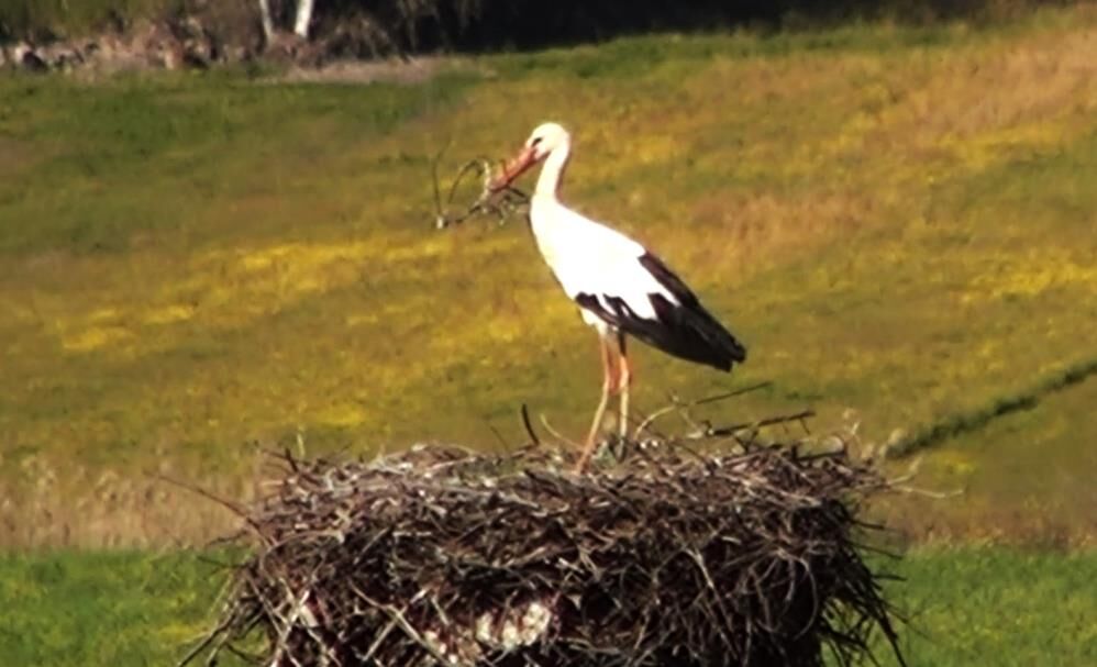 Baharin Habercisi Leylekler Yuvalarinda Ilginc Bir Mucadele Baslatti Kim Kimin Malzeme (1)