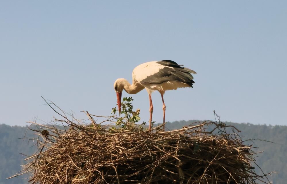 Baharin Habercisi Leylekler Yuvalarinda Ilginc Bir Mucadele Baslatti Kim Kimin Malzeme (2)