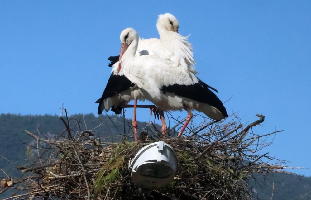 Baharin Habercisi Leylekler Yuvalarinda Ilginc Bir Mucadele Baslatti Kim Kimin Malzeme (3)