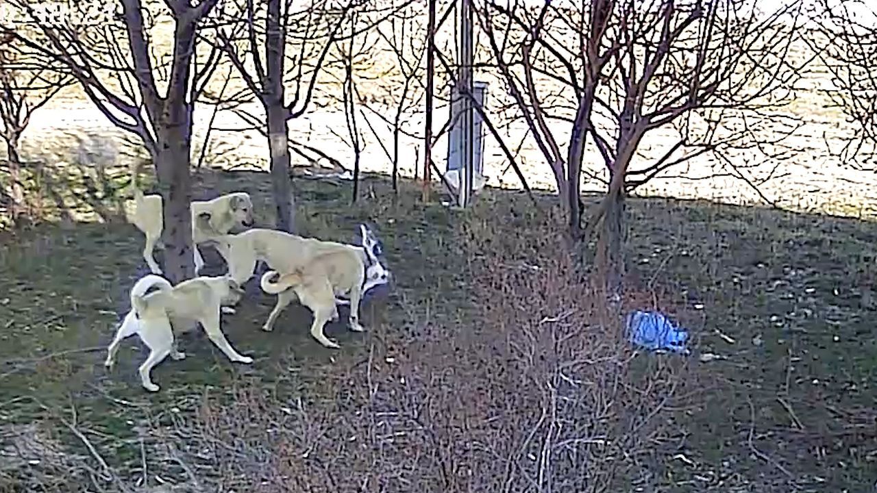 Başıboş Köpeklerin Saldırdıkları Kediyi Öldürdükleri Anlar Güvenlik Kamerasına Yansıdı. Yaşanan Olay Sonrası Köy Halkı Başıboş Köpeklerden Endişe Duyduklarını Dile Getirdi (1)
