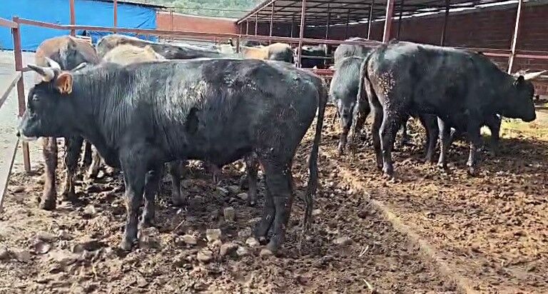 Bayrama Aylar Var Ama Pazarlik Simdiden Kizisti Kurban Fiyatlari Icin Nefes Kesen Muca (1)