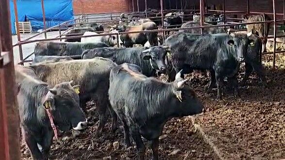 Bayrama Aylar Var Ama Pazarlik Simdiden Kizisti Kurban Fiyatlari Icin Nefes Kesen Muca (4)