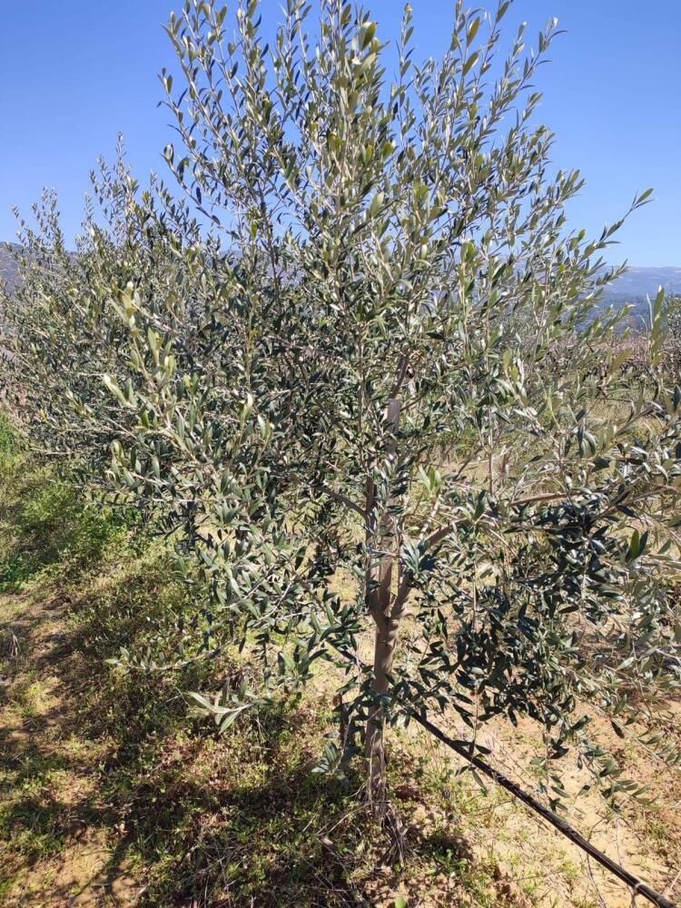 Bodur Zeyti̇n Mani̇sa (2)