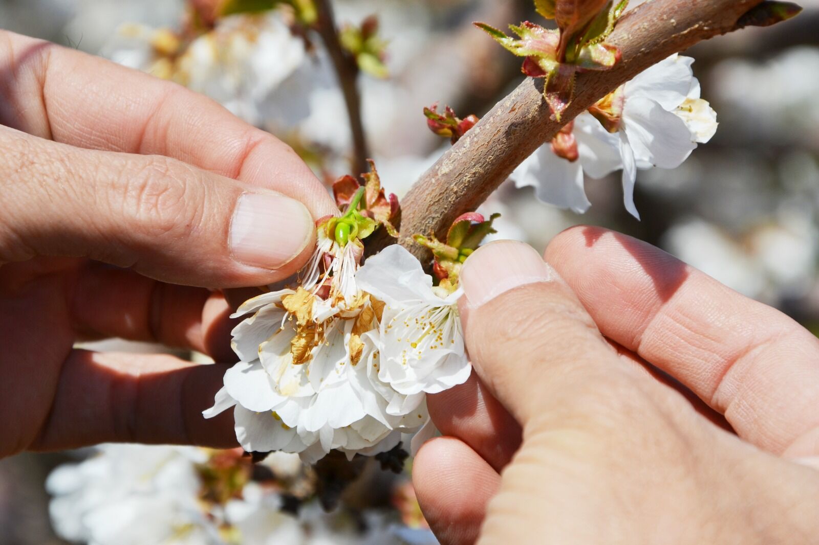 Burasi Manisa Kiraz Agaclari Meyve Vermeye Hazir (1)