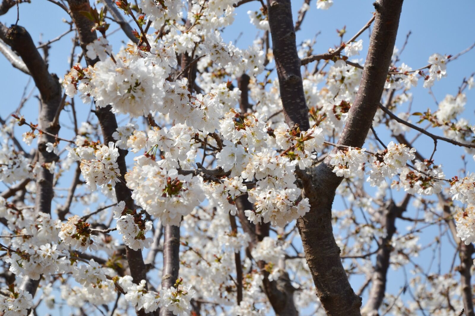 Burasi Manisa Kiraz Agaclari Meyve Vermeye Hazir (2)