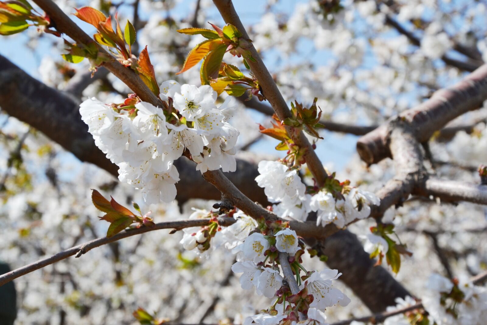 Burasi Manisa Kiraz Agaclari Meyve Vermeye Hazir (3)