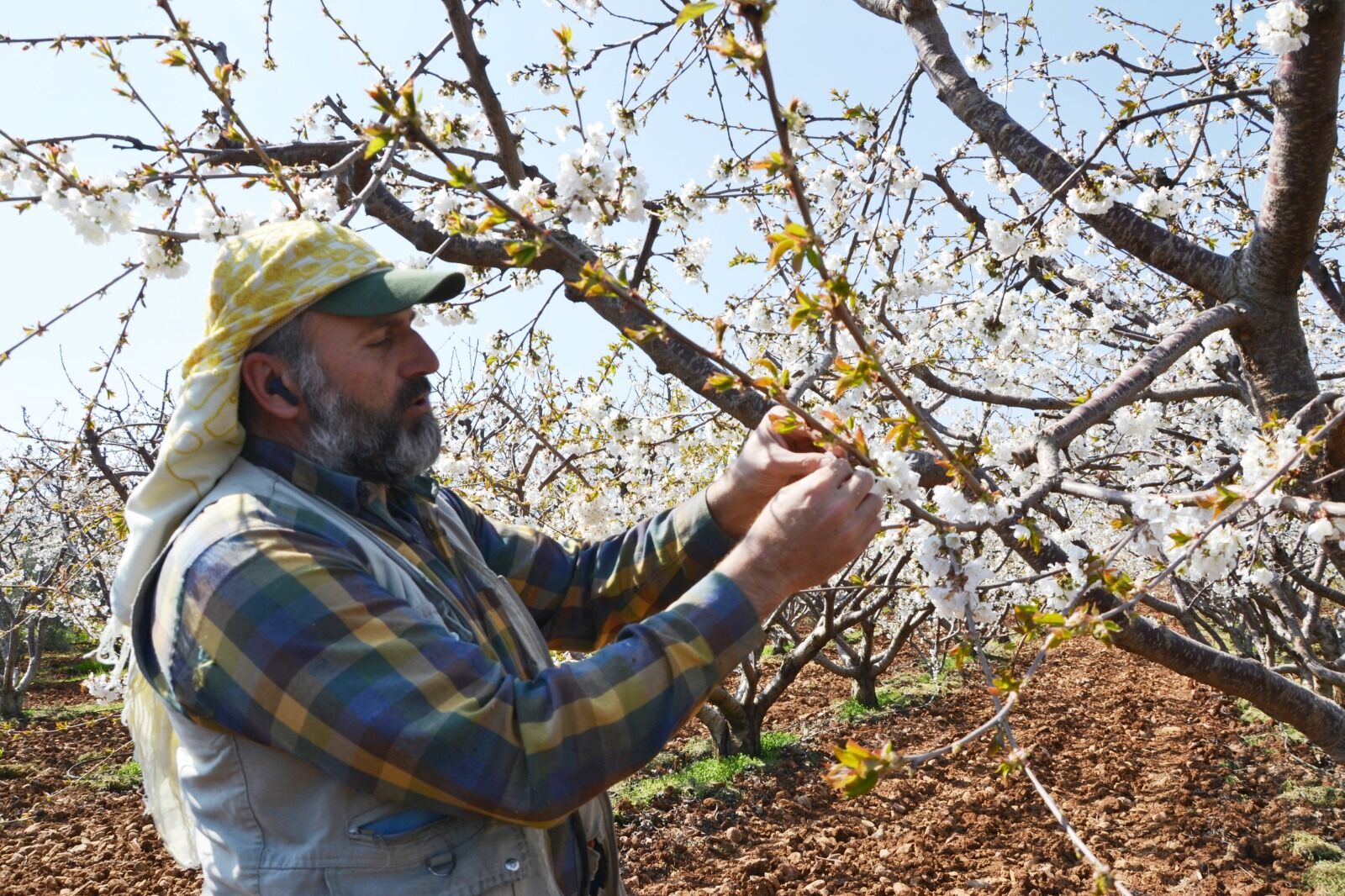 Burasi Manisa Kiraz Agaclari Meyve Vermeye Hazir (4)