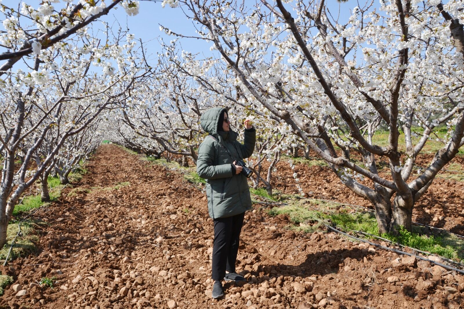 Burasi Manisa Kiraz Agaclari Meyve Vermeye Hazir (6)