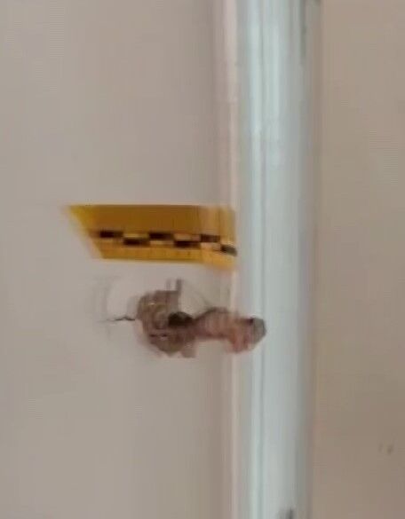 Ev Basan Maskeli 4 Kisi Dehset Sacti Kendilerini Polis Olarak Tanitan 4 Kisi Anne Ve O (1)-1