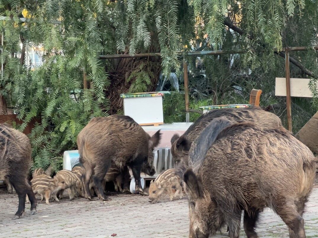 Evlerin Arasina Kadar Girdiler Vatandaslar Neye Ugradigini Sasirdi (3)