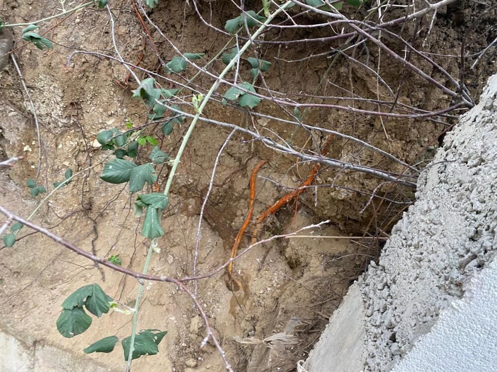 Fidan Dikerken Sok Oldular Site Bahcesinde Kafatasi Ve Iskelet Parcalari Cikti (3)