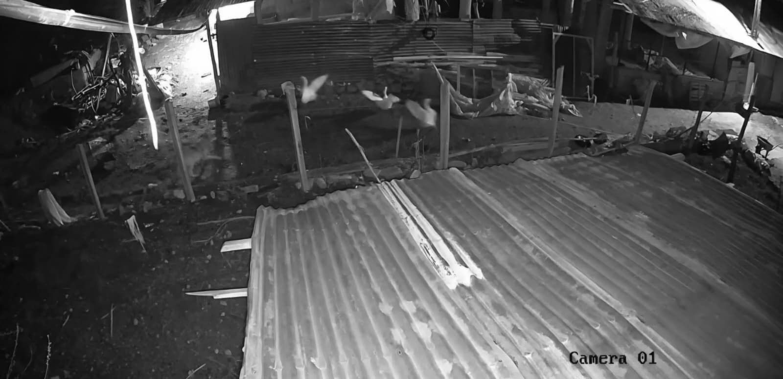 Gece Yarisi Baskini Kumese Girdi Kazi Alip Kayiplara Karisti (2)