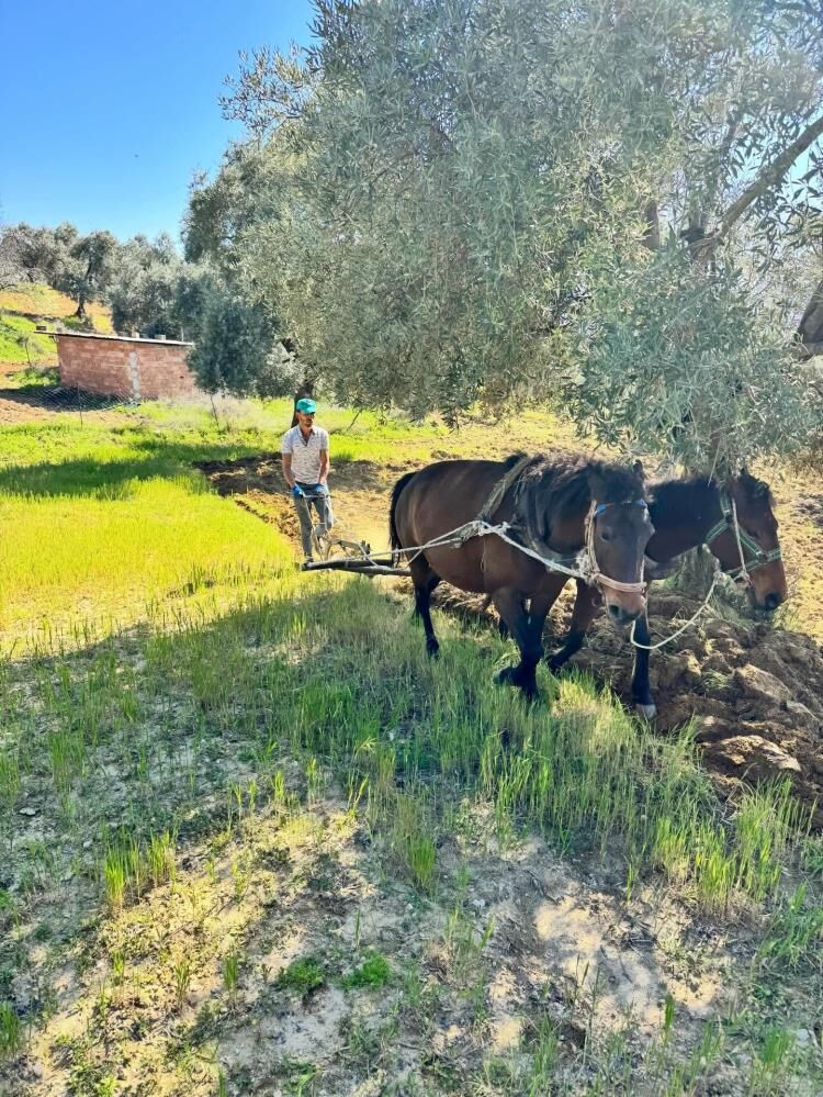 Geleneksel Tarim Yasiyor Modern Teknolojiye Karsi Atlarin Gucu (1)