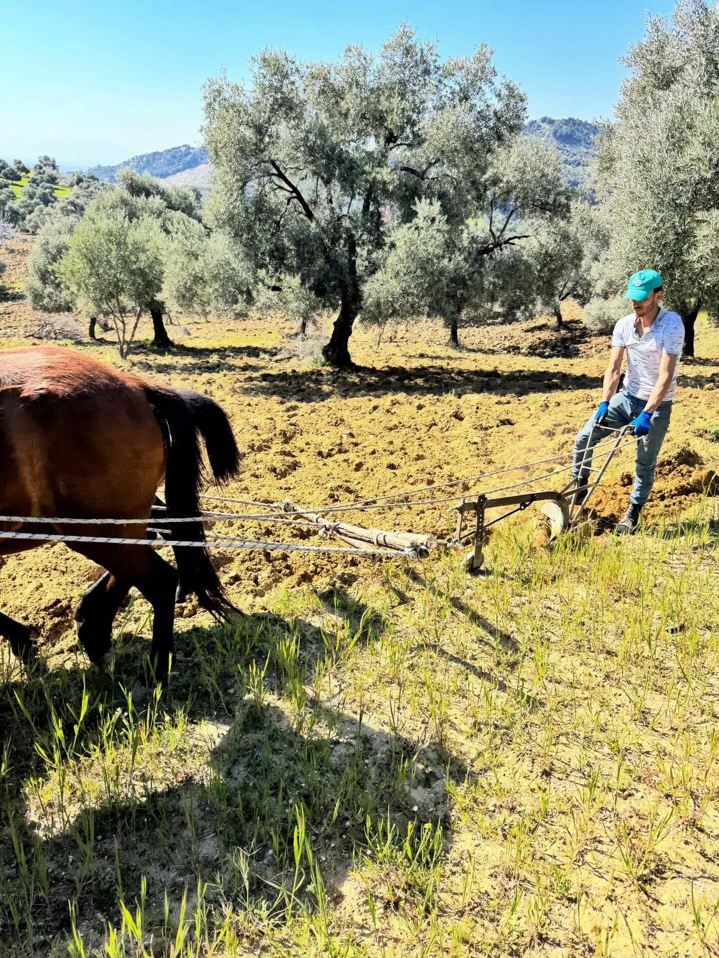 Geleneksel Tarim Yasiyor Modern Teknolojiye Karsi Atlarin Gucu (3)