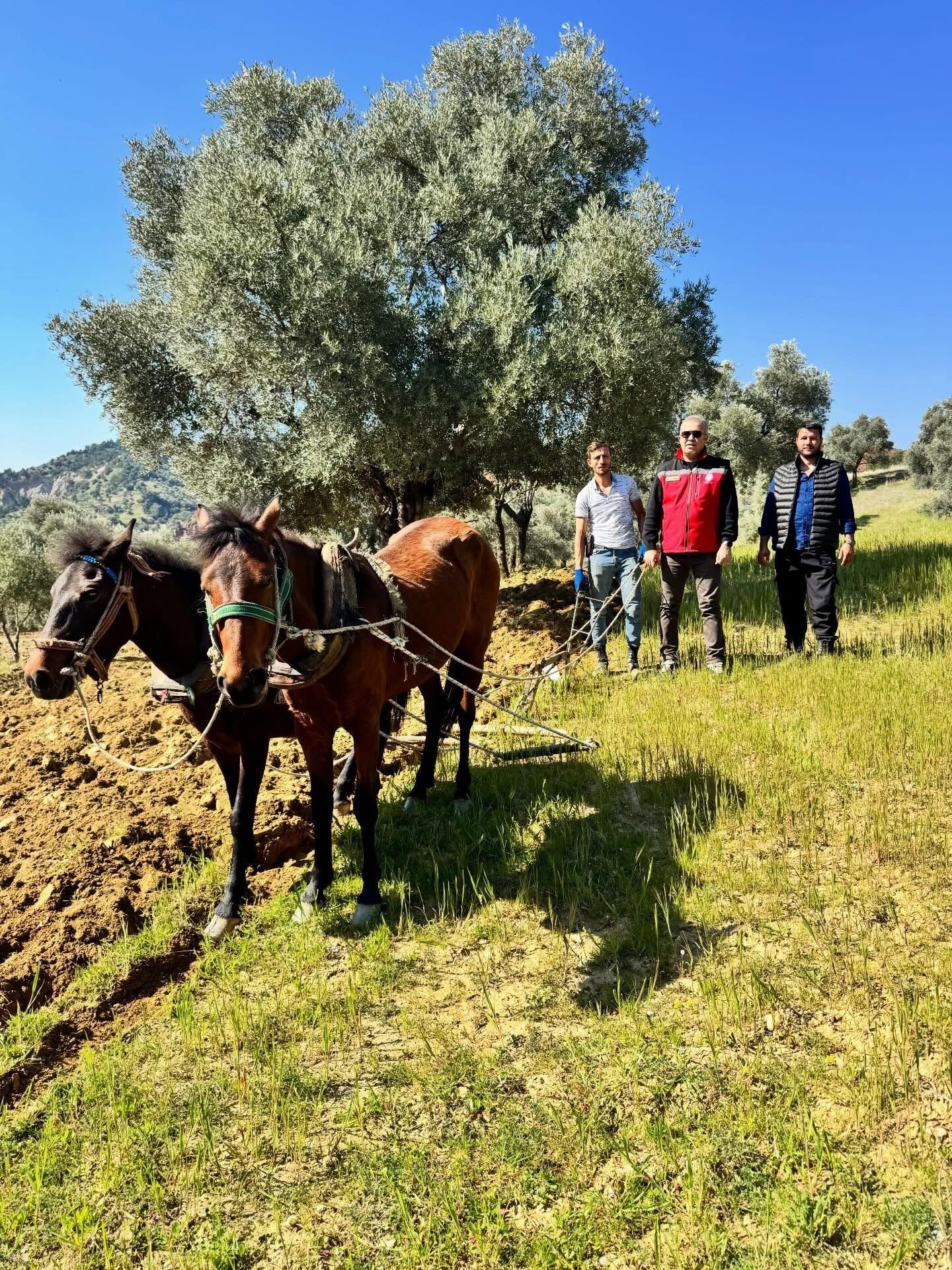 Geleneksel Tarim Yasiyor Modern Teknolojiye Karsi Atlarin Gucu (4)