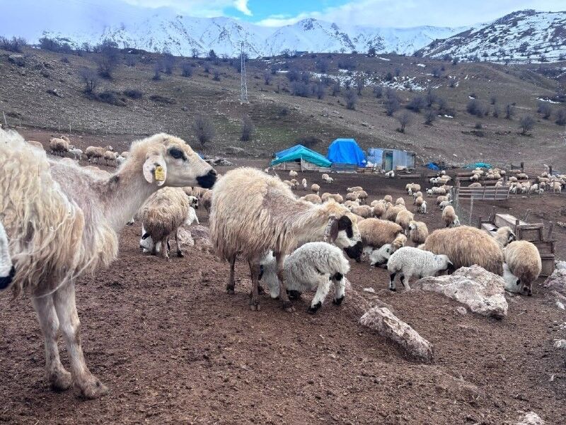 Kuzular Belirti Gostermeden Bir Anda Telef Oluyor 2 Haftada Onlarca Kayip (1)-1