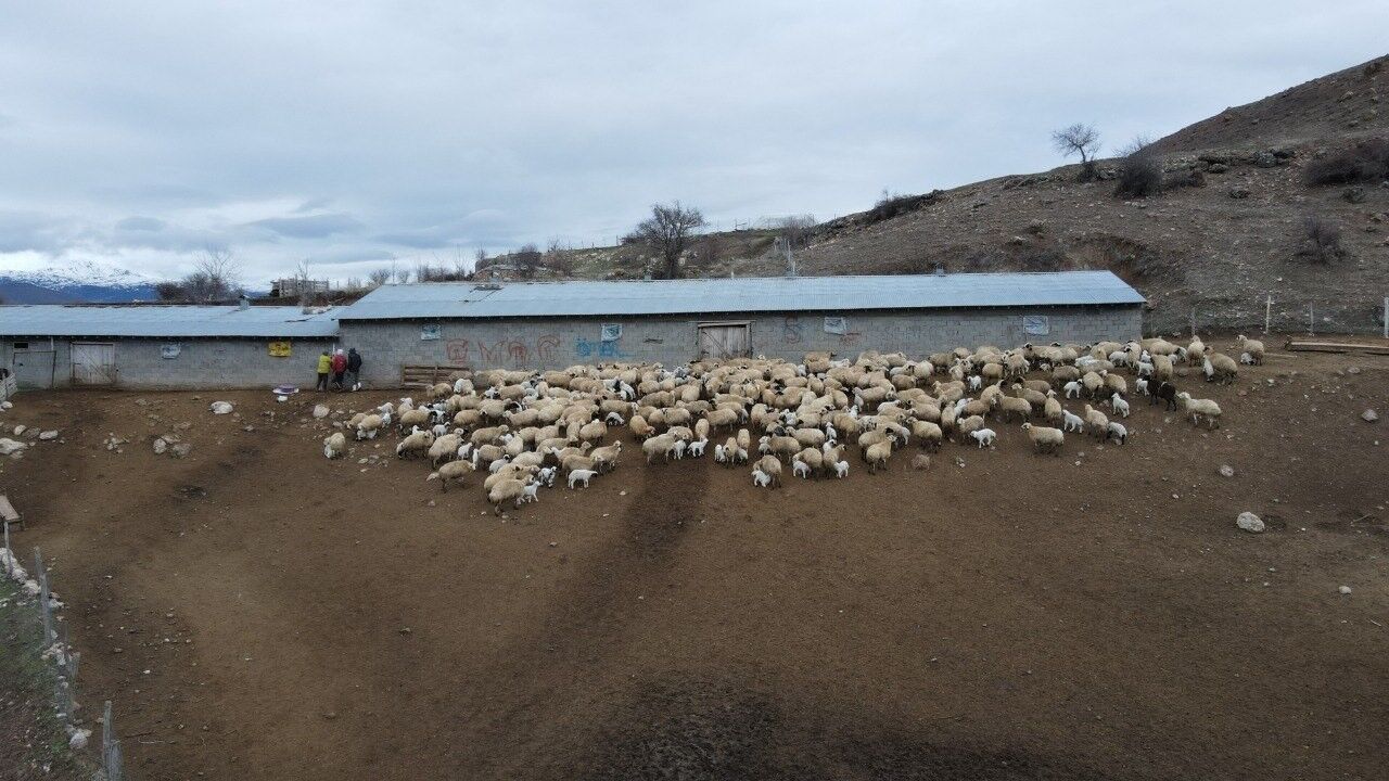 Kuzular Belirti Gostermeden Bir Anda Telef Oluyor 2 Haftada Onlarca Kayip (2)