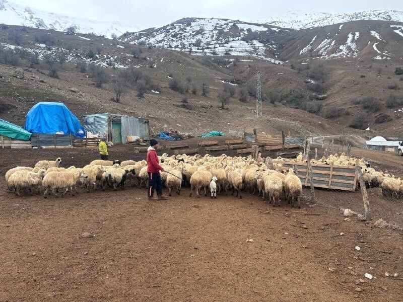 Kuzular Belirti Gostermeden Bir Anda Telef Oluyor 2 Haftada Onlarca Kayip (3)