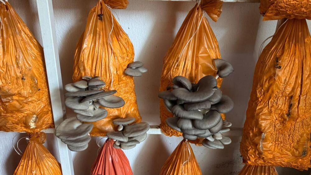 Manisa Istiridye Mantar (3)