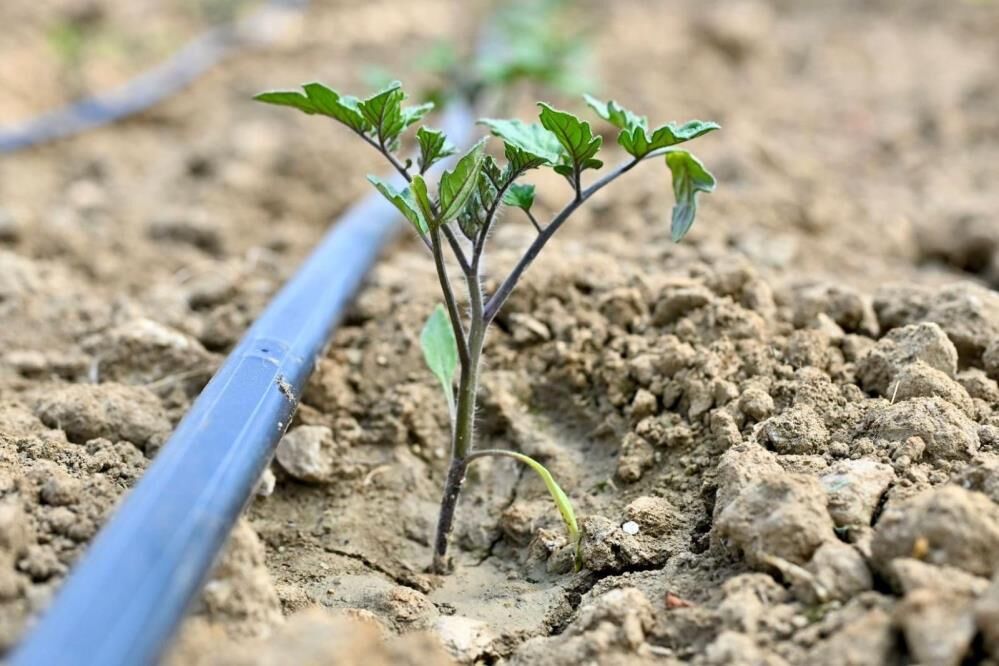 Manisadan Ureticiye Buyuk Destek 73 Bin Fide Dagitildi (1)-1