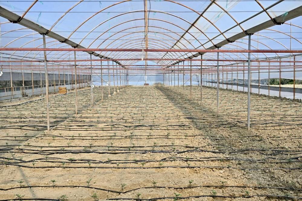 Manisadan Ureticiye Buyuk Destek 73 Bin Fide Dagitildi (2)