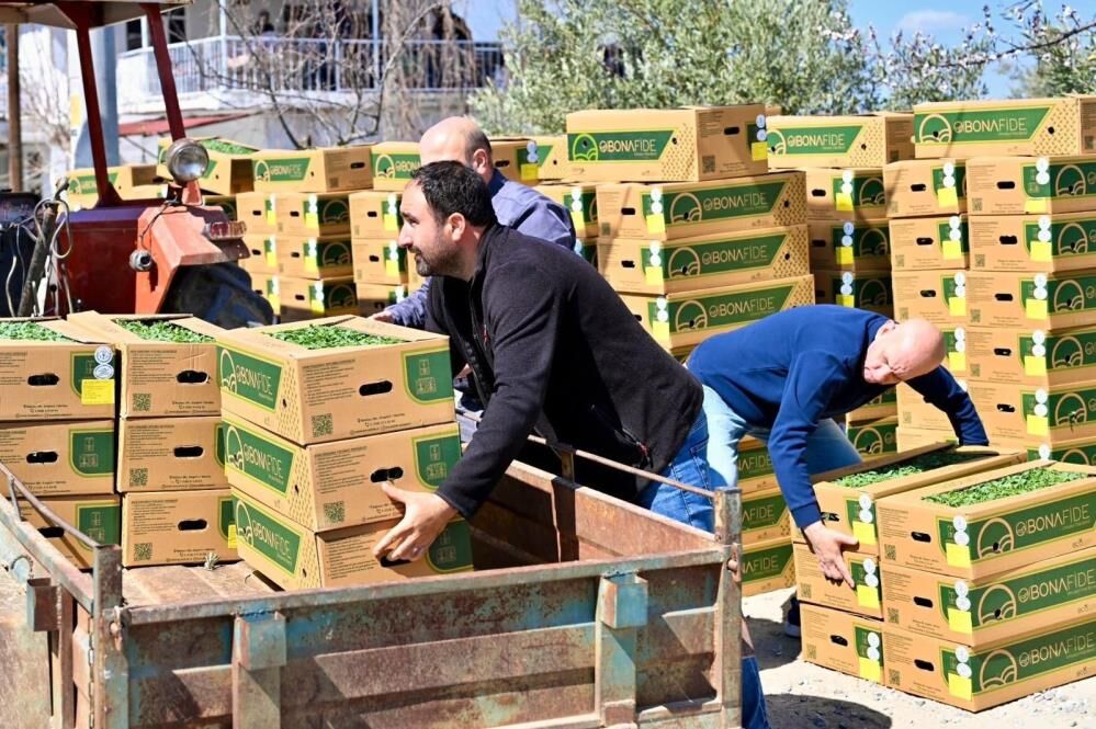 Manisadan Ureticiye Buyuk Destek 73 Bin Fide Dagitildi (4)