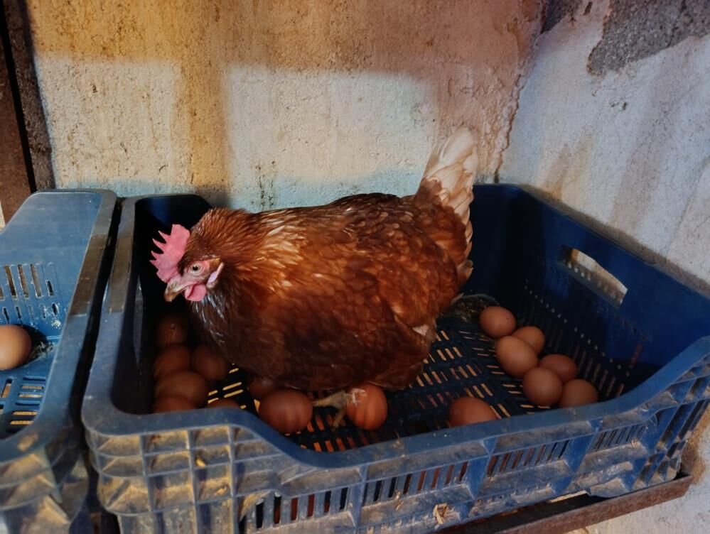 Manisalı Genç Yumurta (5)